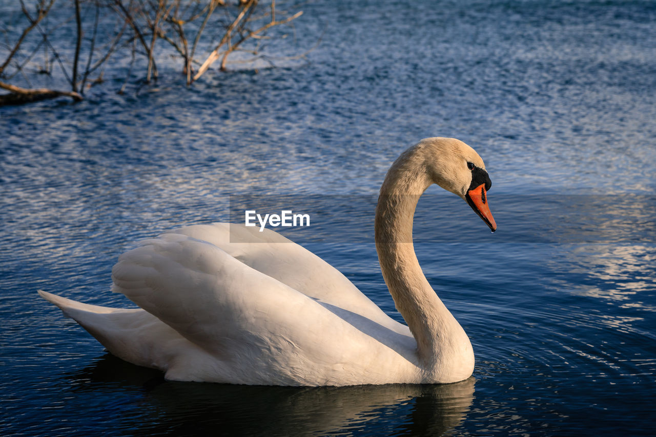 VIEW OF SWAN IN LAKE