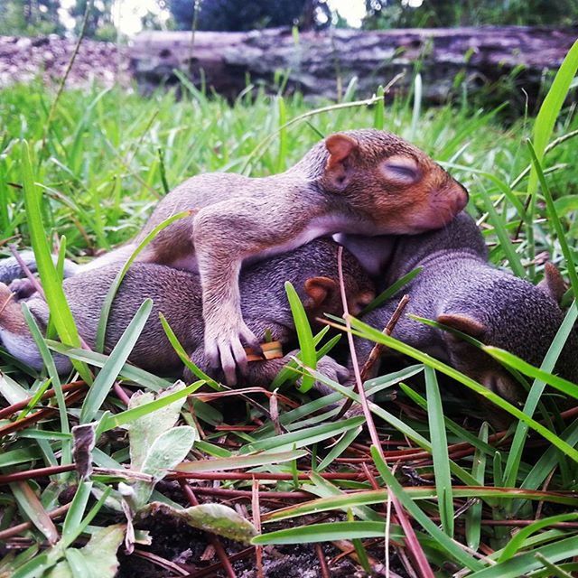 DOG RELAXING ON GRASSY FIELD