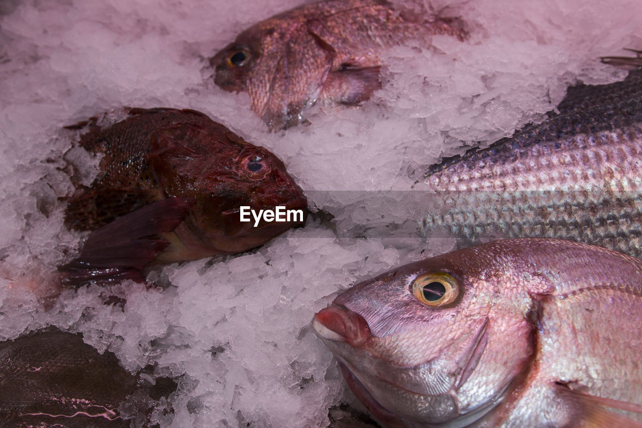 HIGH ANGLE VIEW OF FISH IN MARKET