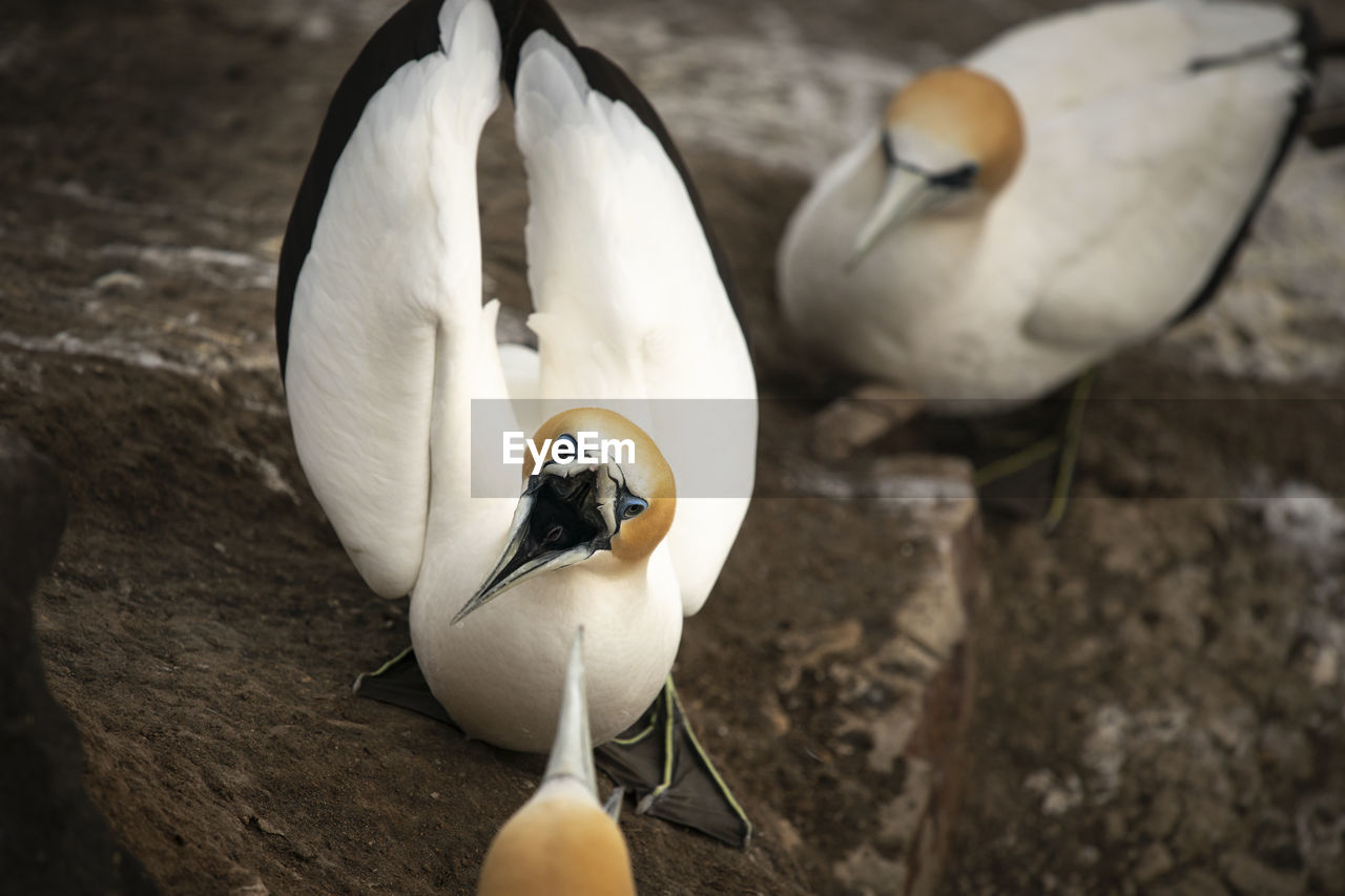 HIGH ANGLE VIEW OF DUCKS