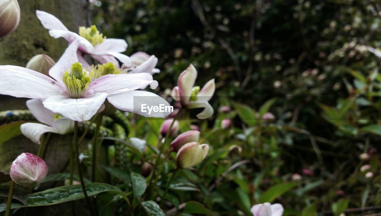 CLOSE-UP OF BLOOMING OUTDOORS