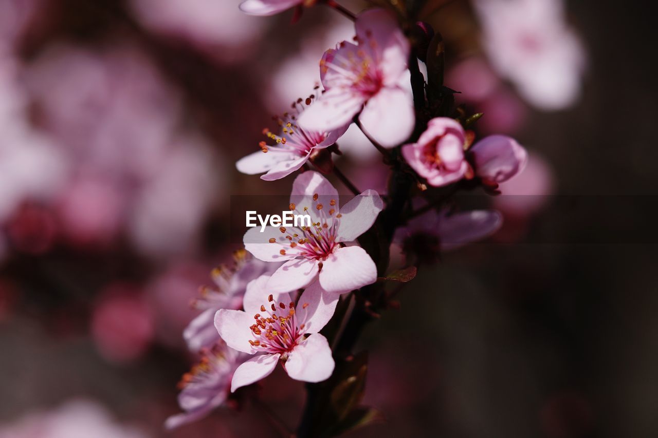 CLOSE-UP OF CHERRY BLOSSOMS