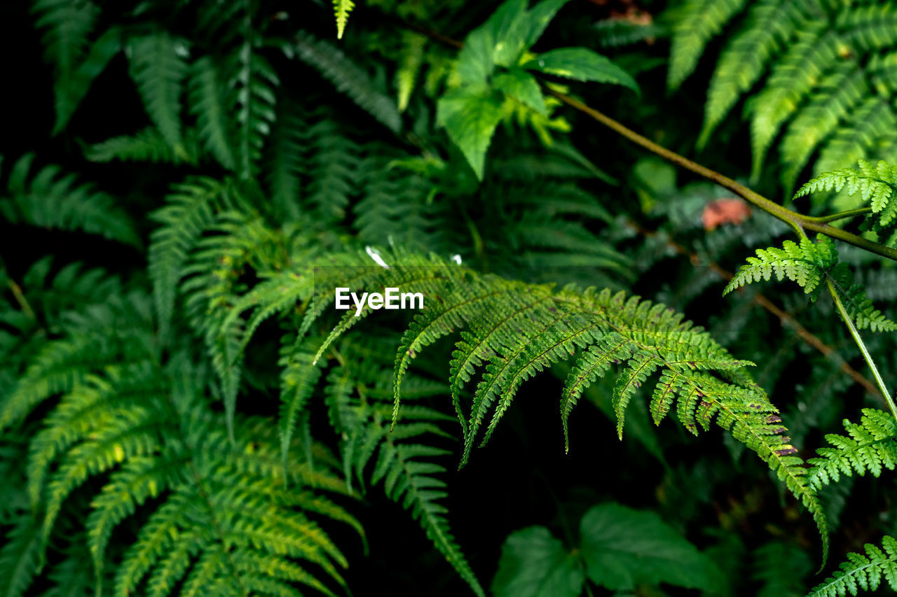 green, plant, leaf, plant part, growth, vegetation, nature, ferns and horsetails, fern, beauty in nature, close-up, tree, no people, rainforest, day, outdoors, flower, jungle, focus on foreground, backgrounds, forest, freshness, botany