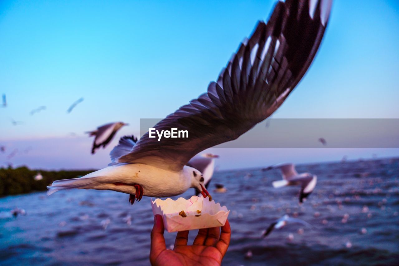 Close-up of seagull flying against the sky