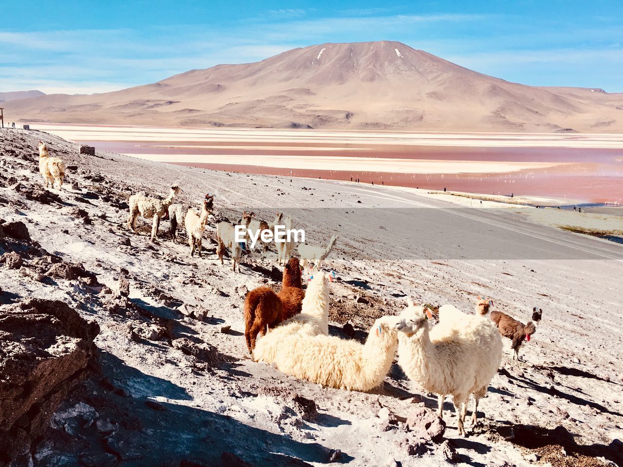 CAMELS IN A DESERT
