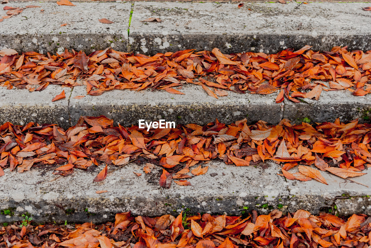 High angle view of fallen autumn leaves on steps