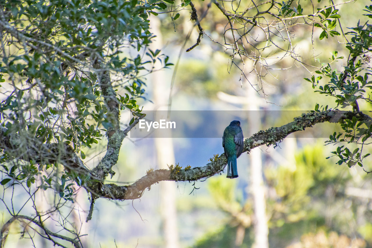 LOW ANGLE VIEW OF BIRDS PERCHING ON BRANCH