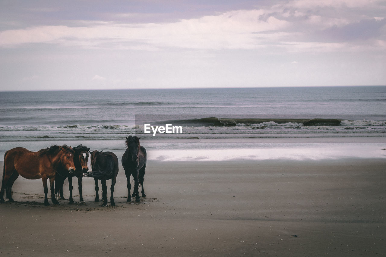 HORSE ON BEACH