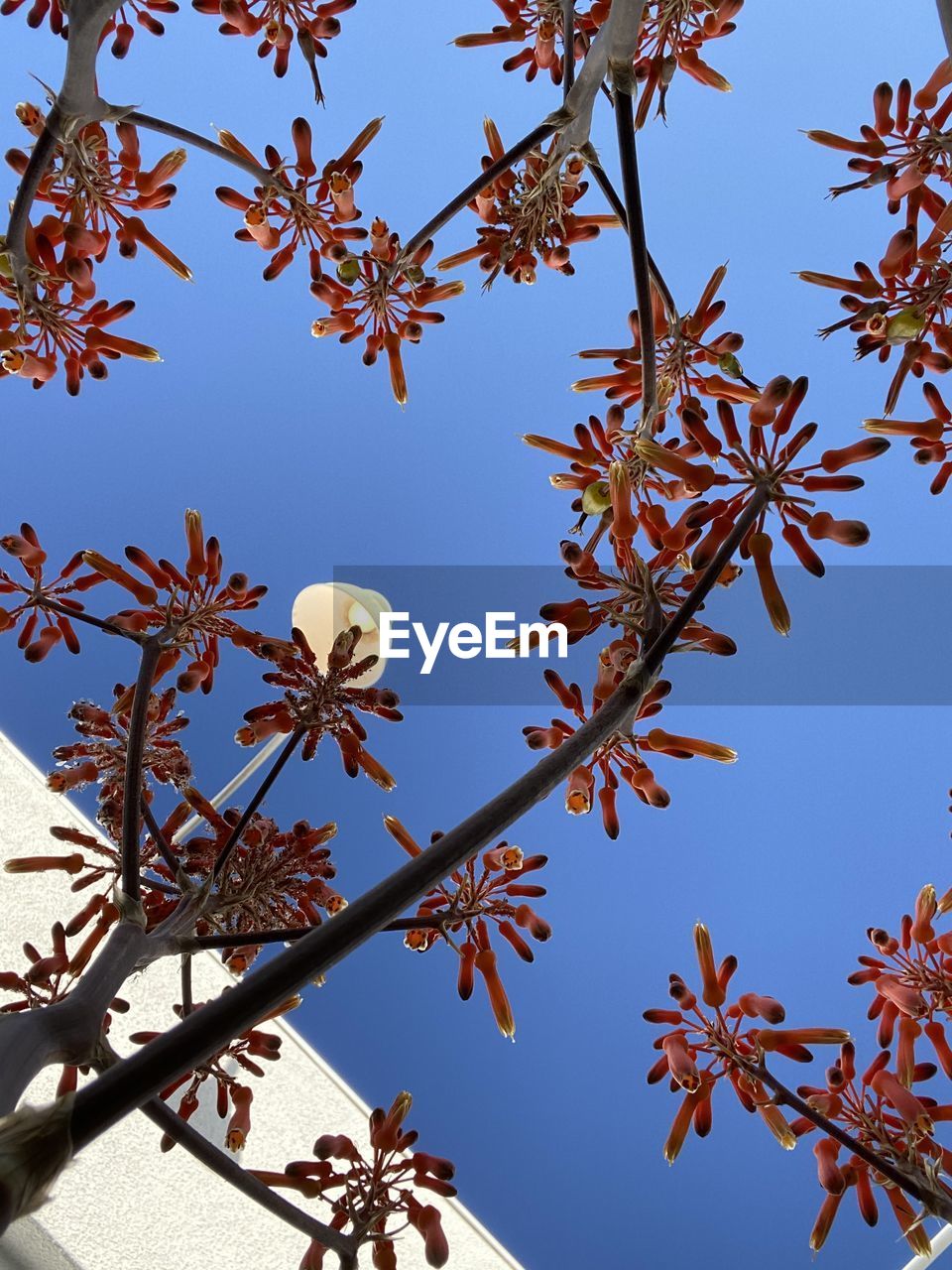 Low angle view of flowering plants against clear blue sky