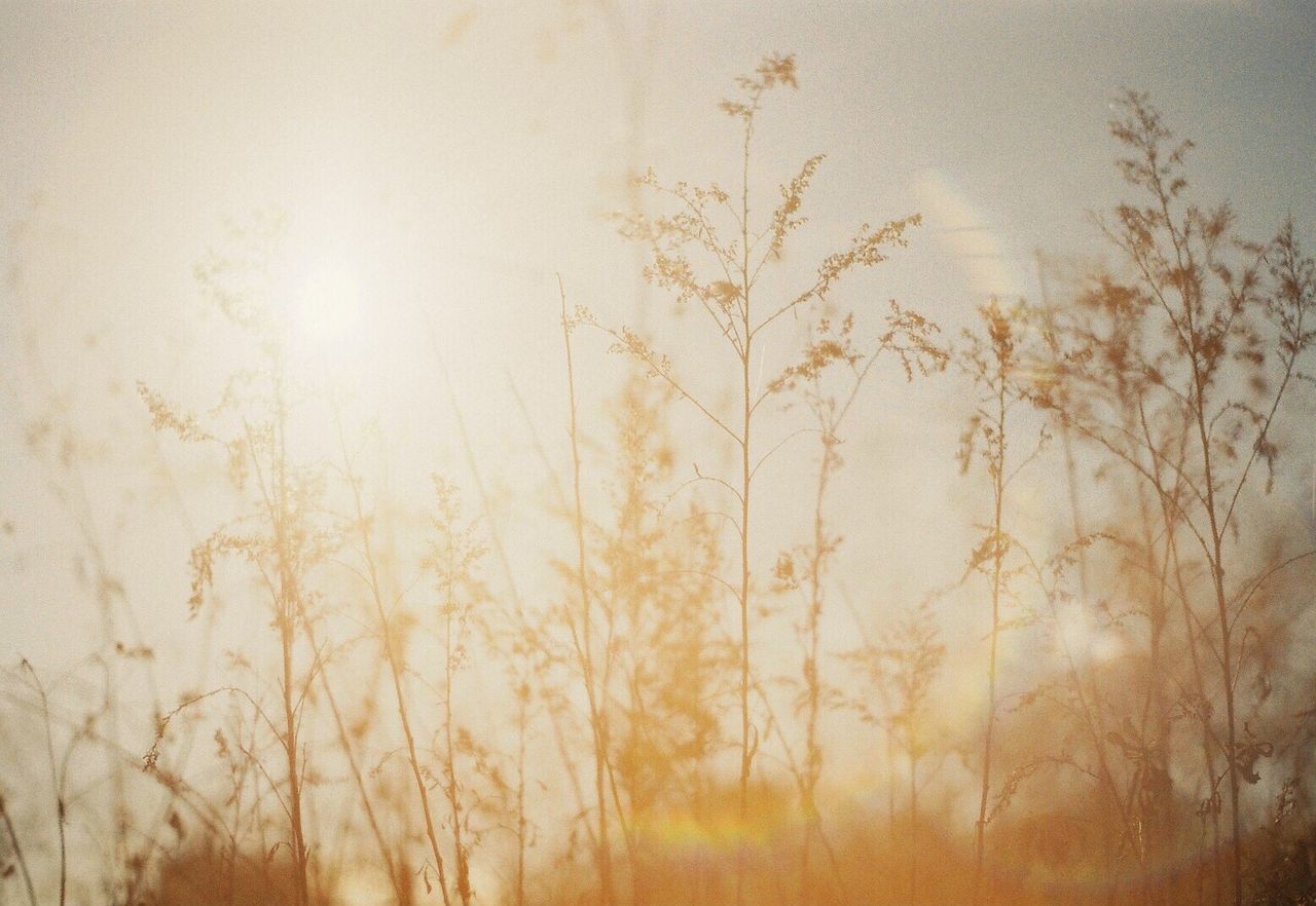 Plants growing against sky at sunset