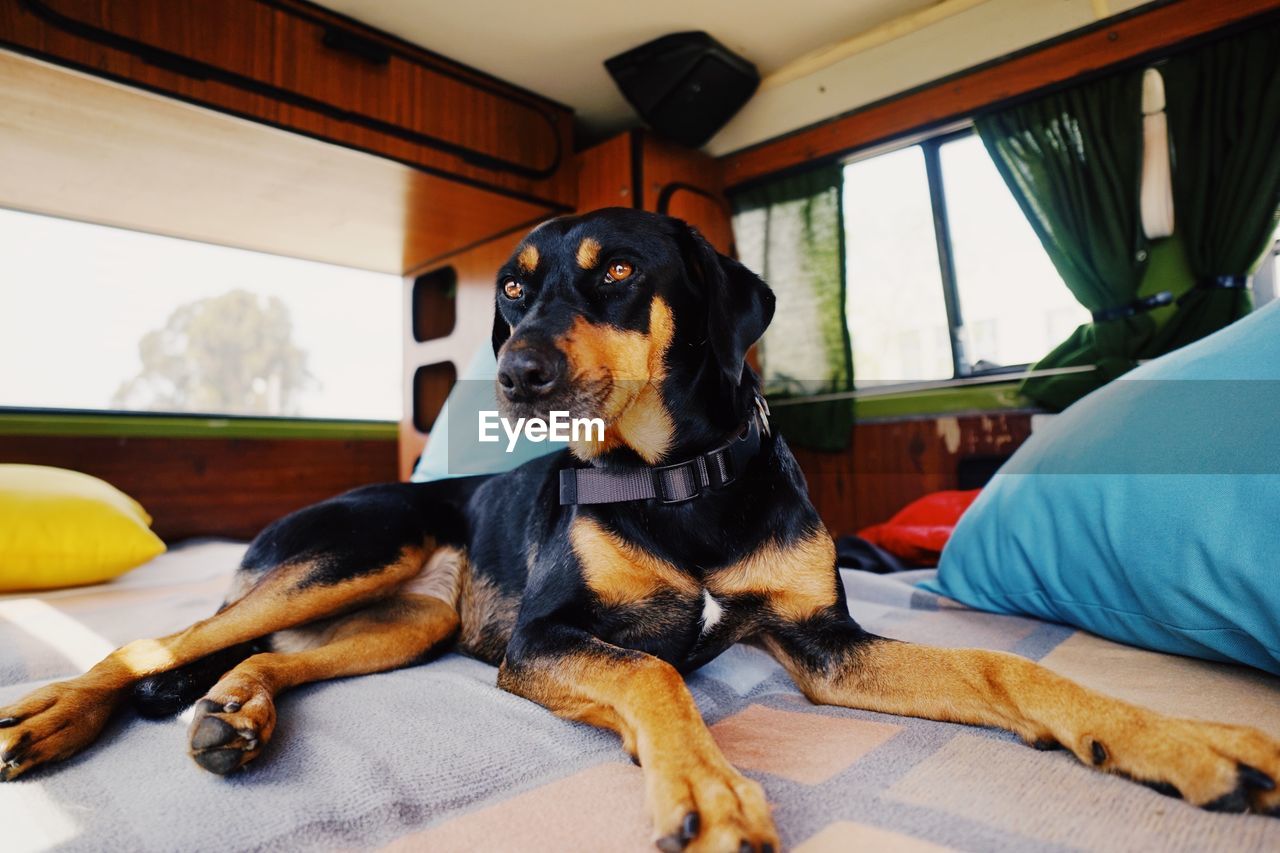 Dog relaxing on bed at home