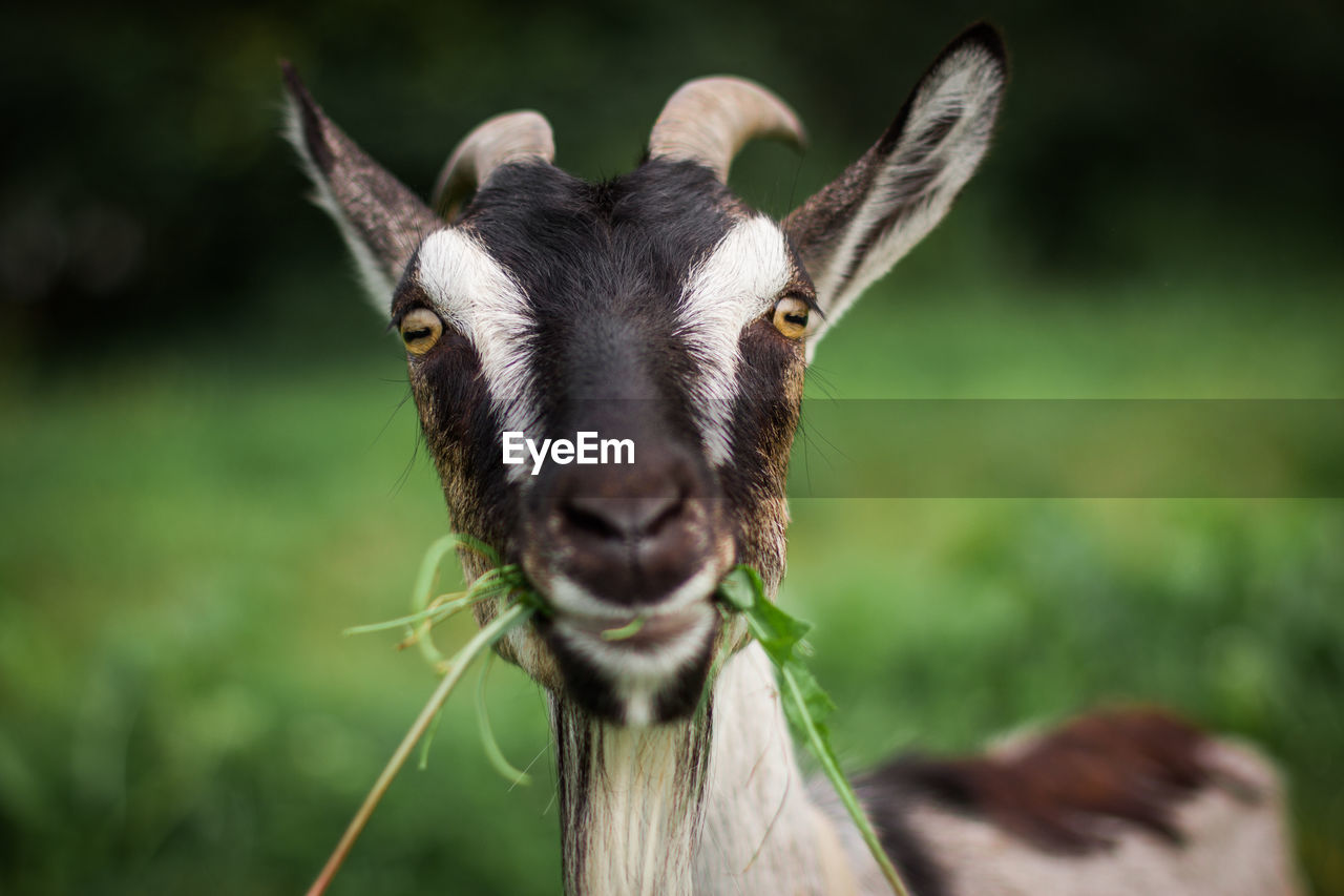 animal themes, animal, mammal, one animal, portrait, domestic animals, animal wildlife, looking at camera, wildlife, animal body part, livestock, horn, animal head, nature, no people, focus on foreground, close-up, pet, pasture, grass, plant, agriculture, outdoors, herbivorous, land, day, front view