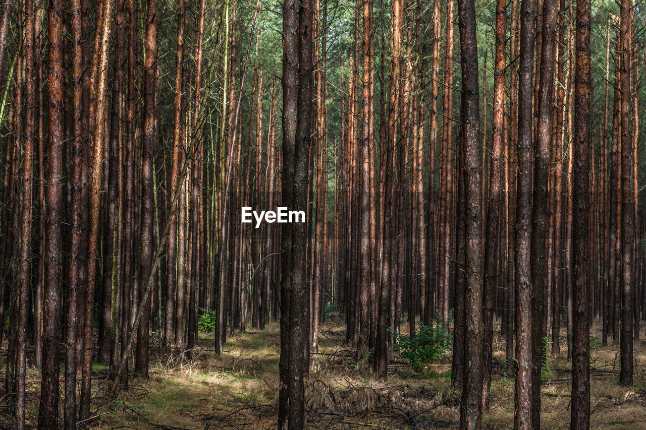 Pine tree plantation with thousands of trunks close together