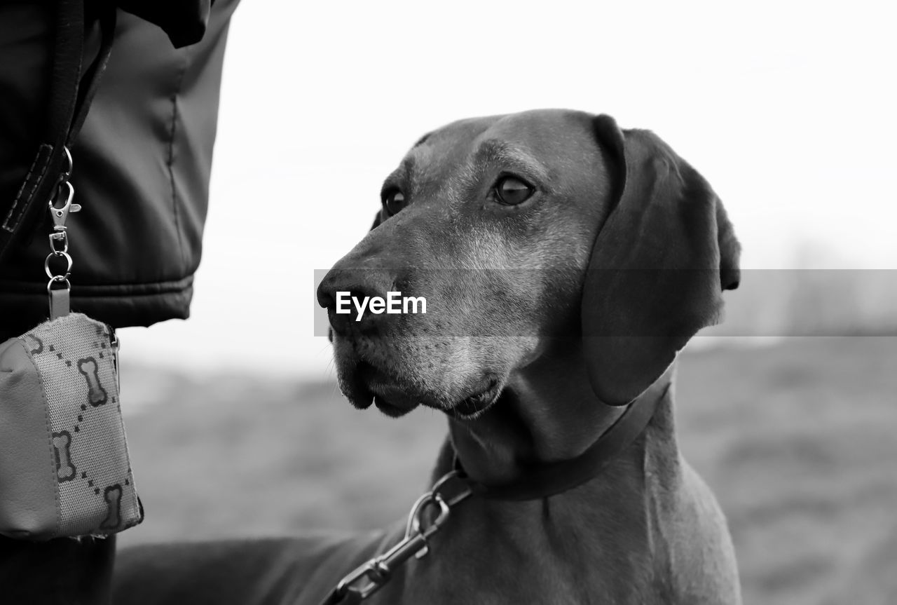 CLOSE-UP OF DOG WEARING SUNGLASSES OUTDOORS