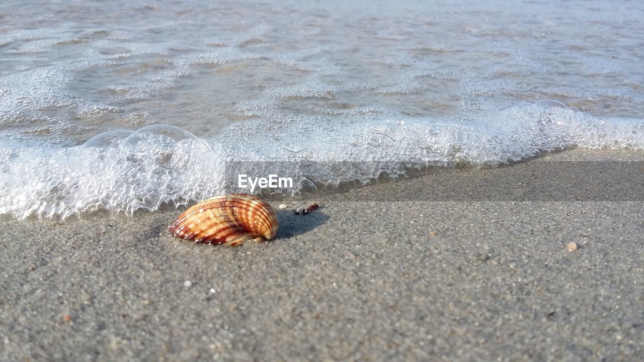 High angle view of animal shell at beach