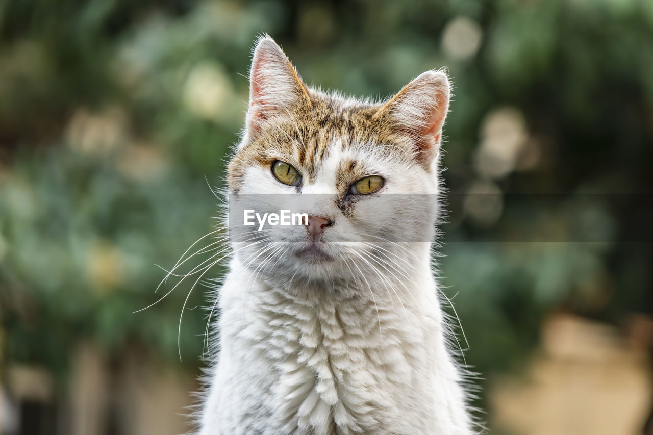 Close up cute friends cats in nature