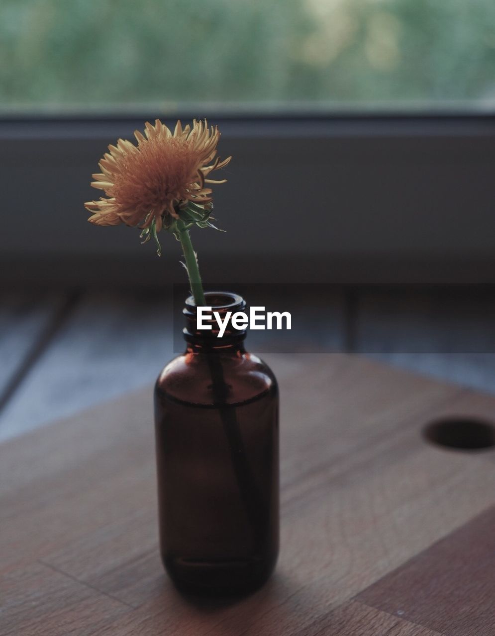 Close-up of flower in bottle on table