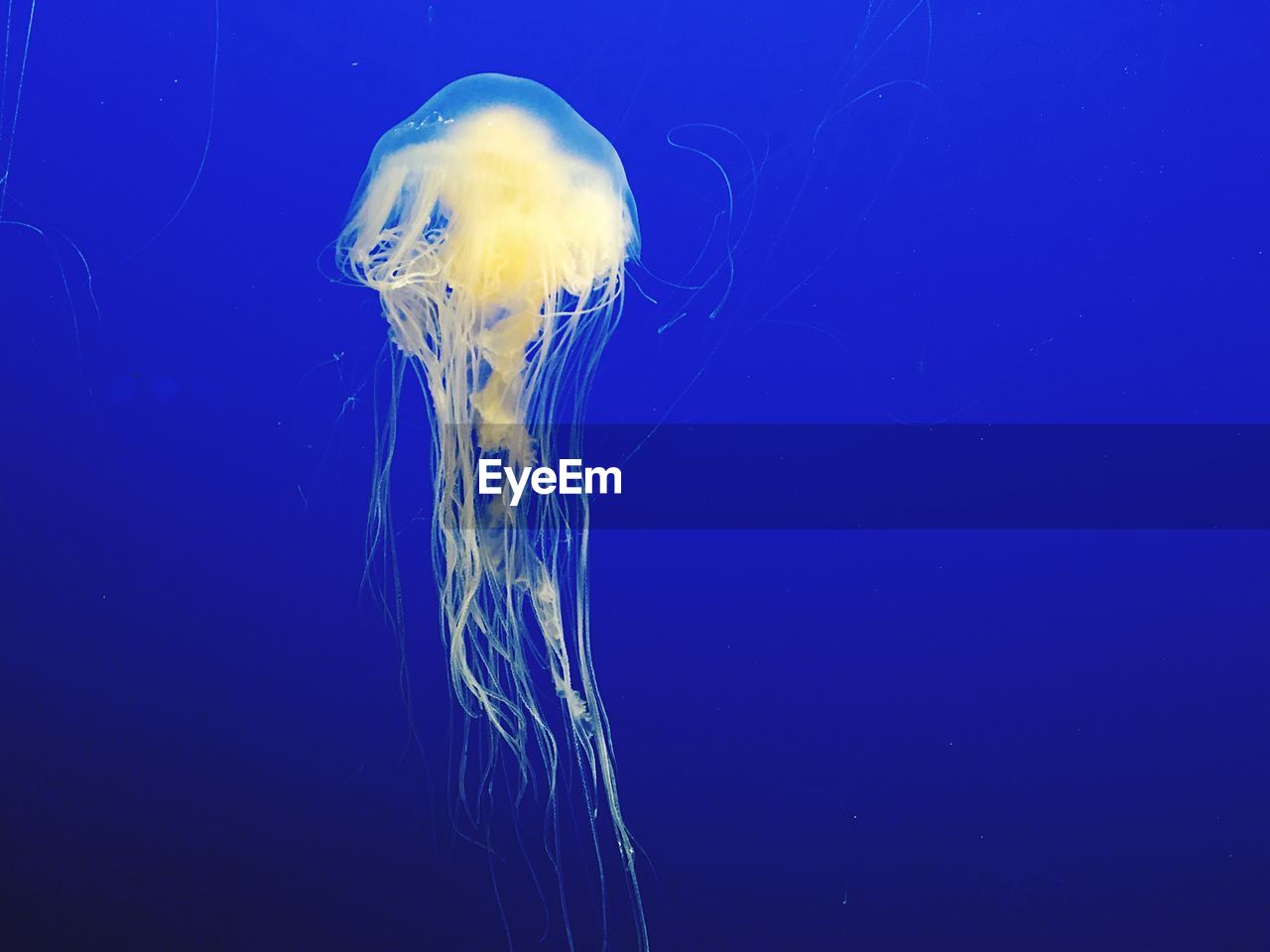 Jellyfish swimming in fish tank at monterey bay aquarium