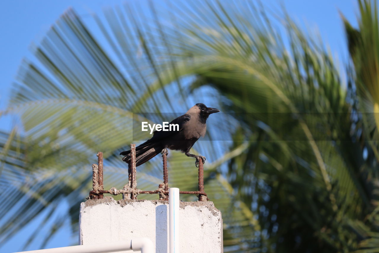 Low angle view of domestic crow bird perching on two iron rod