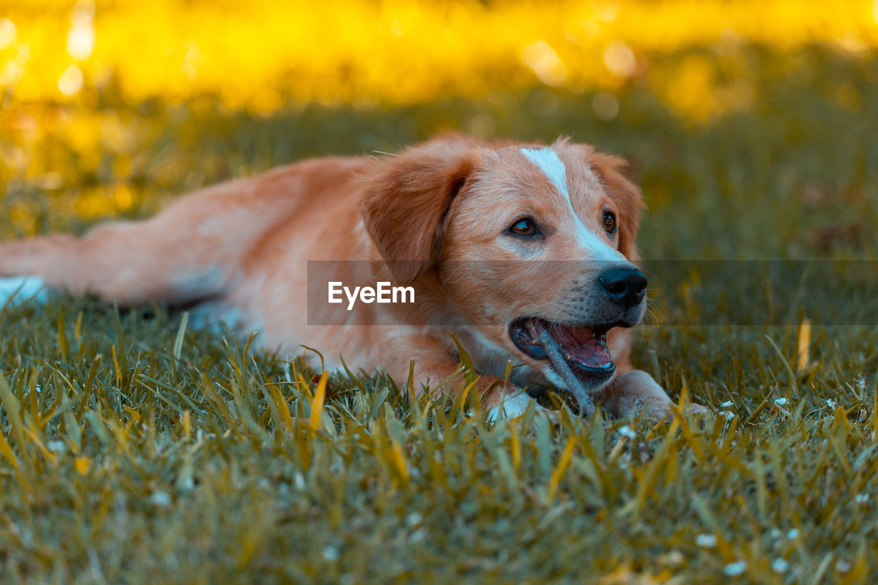 Dog looking away on field