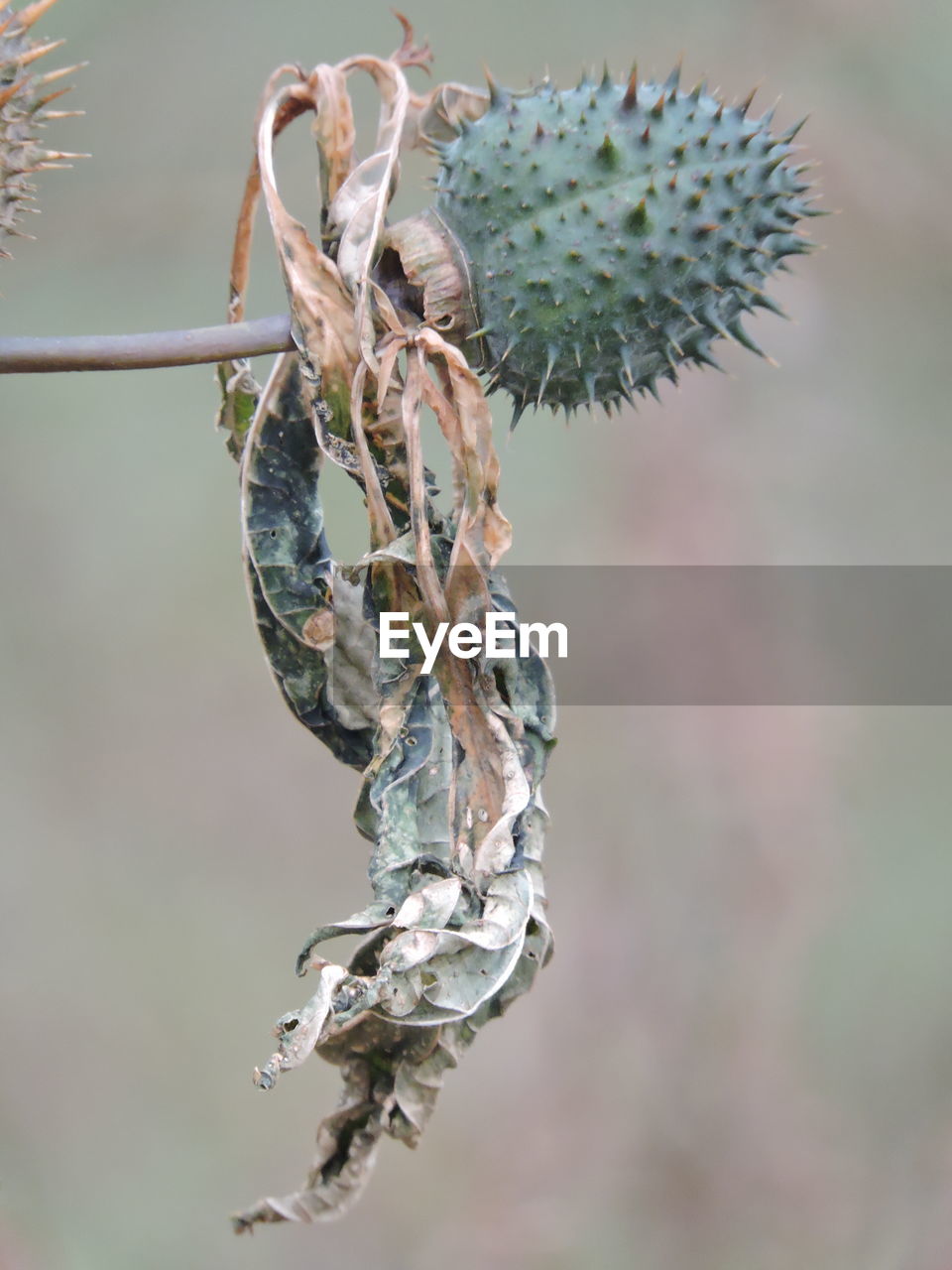 CLOSE UP OF LEAF