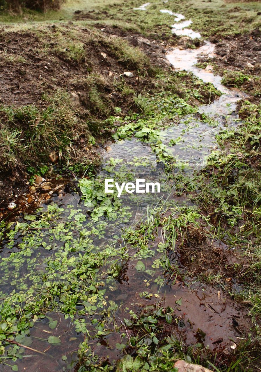 STREAM IN FOREST