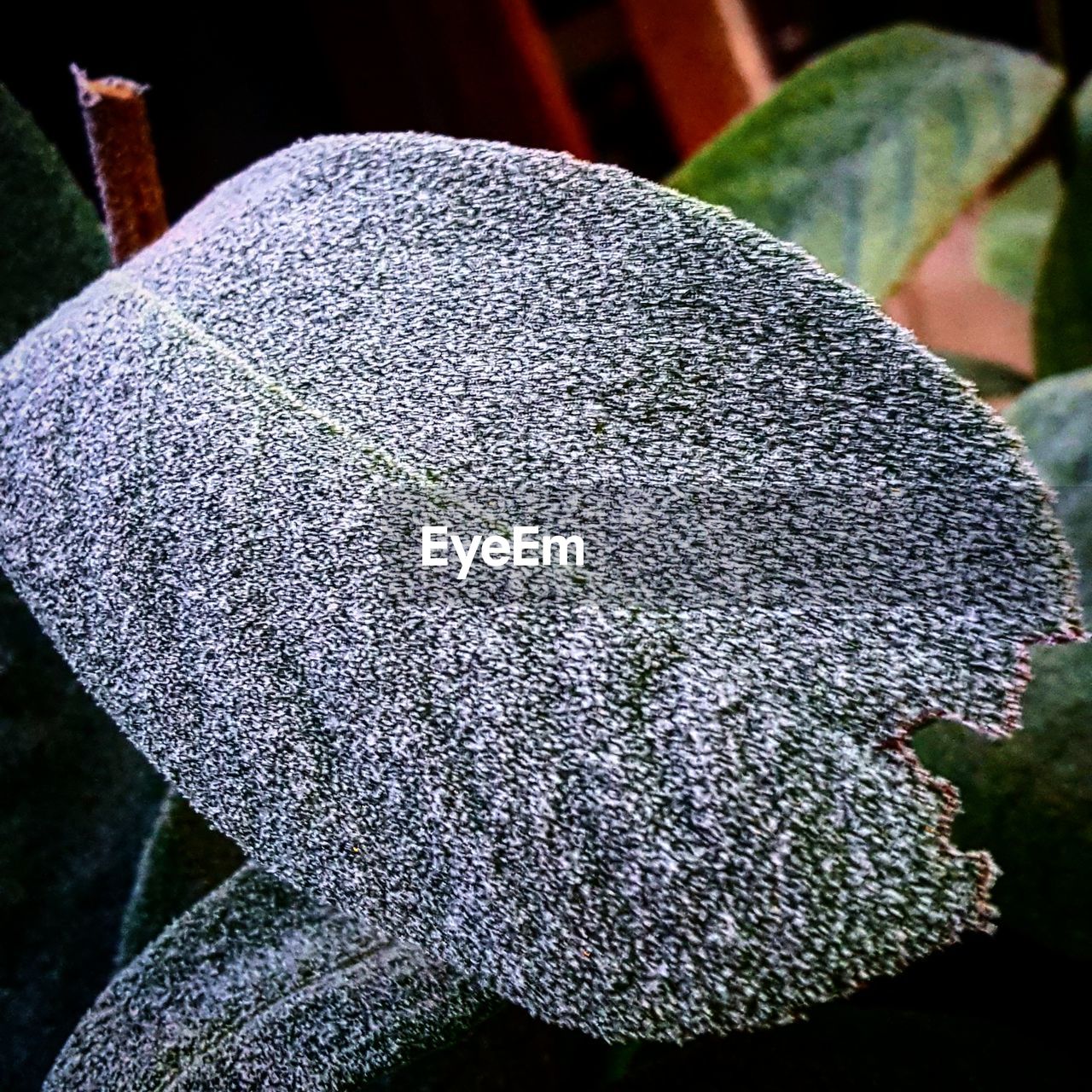 CLOSE-UP OF LEAF