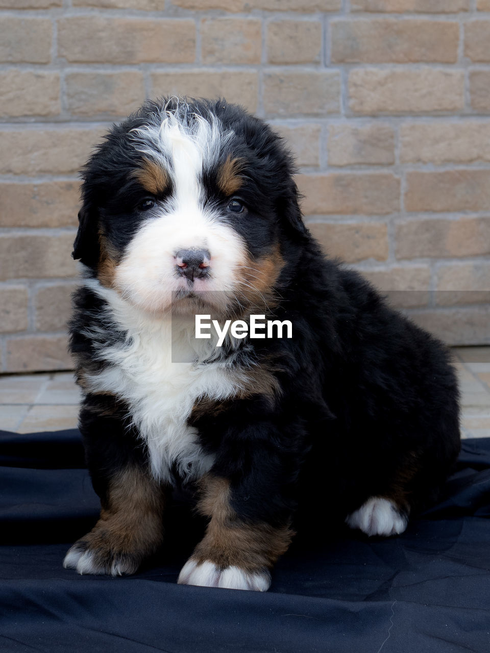 pet, dog, one animal, mammal, domestic animals, animal themes, animal, canine, puppy, havanese, brick, portrait, sitting, no people, wall, brick wall, black, looking at camera, cute, young animal, full length