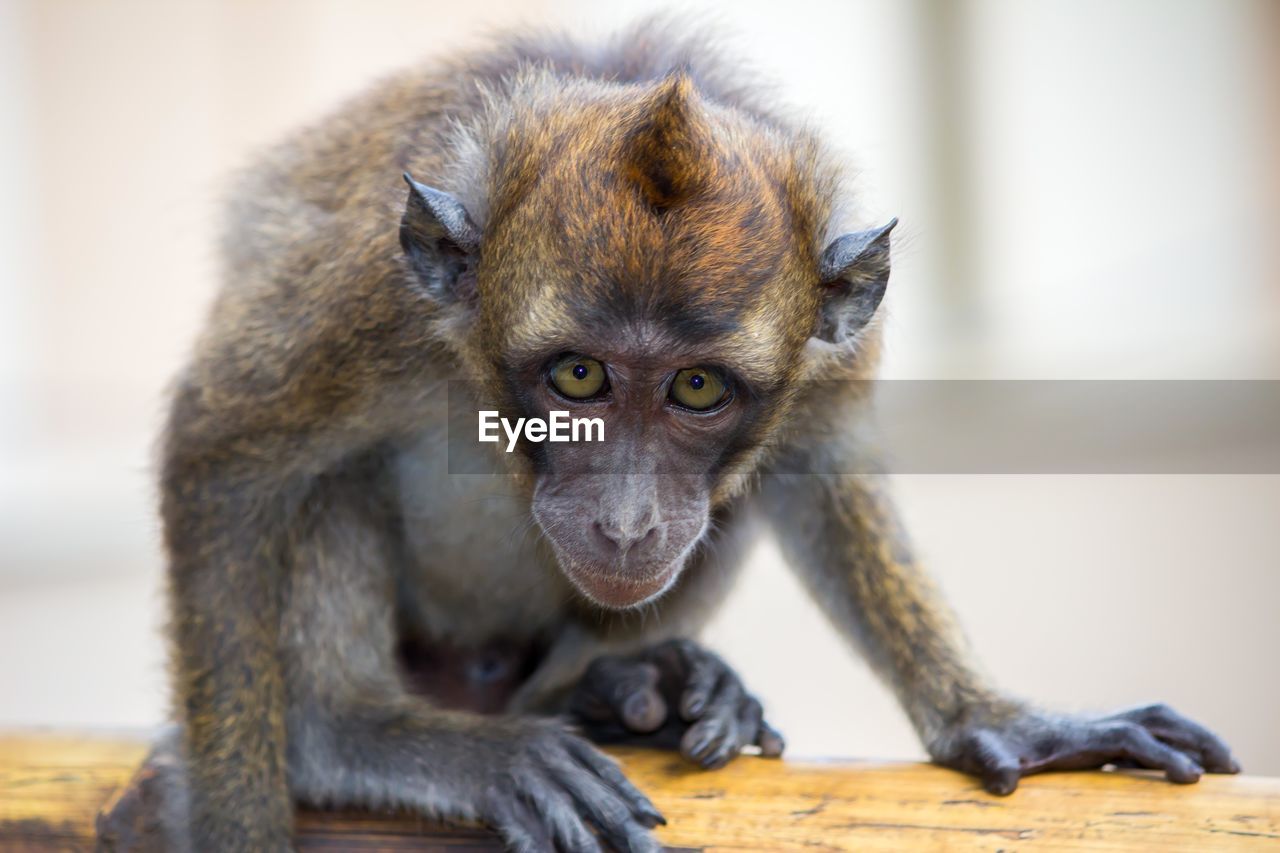 Close-up portrait of monkey sitting outdoors