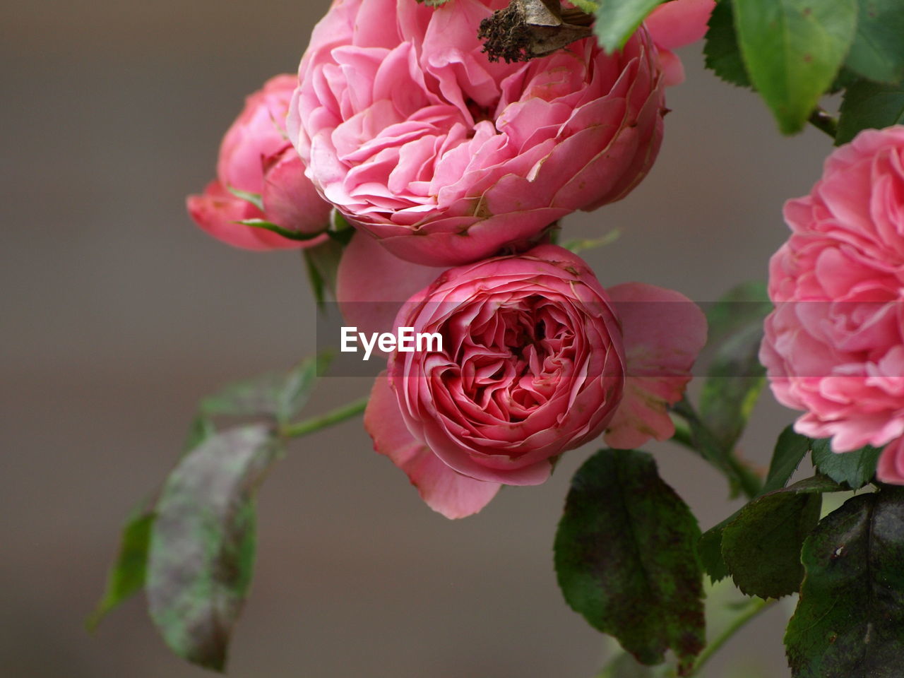 CLOSE-UP OF PINK ROSE FLOWERS