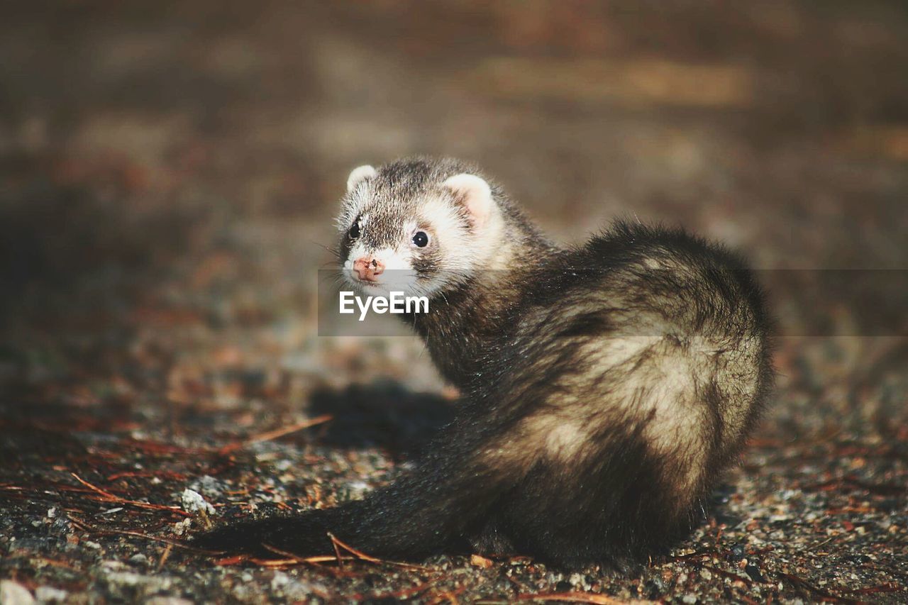 Close-up of ferret on field at night