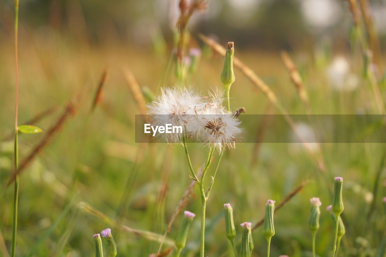 CLOSE-UP OF DANDELION GROWING ON FIELD