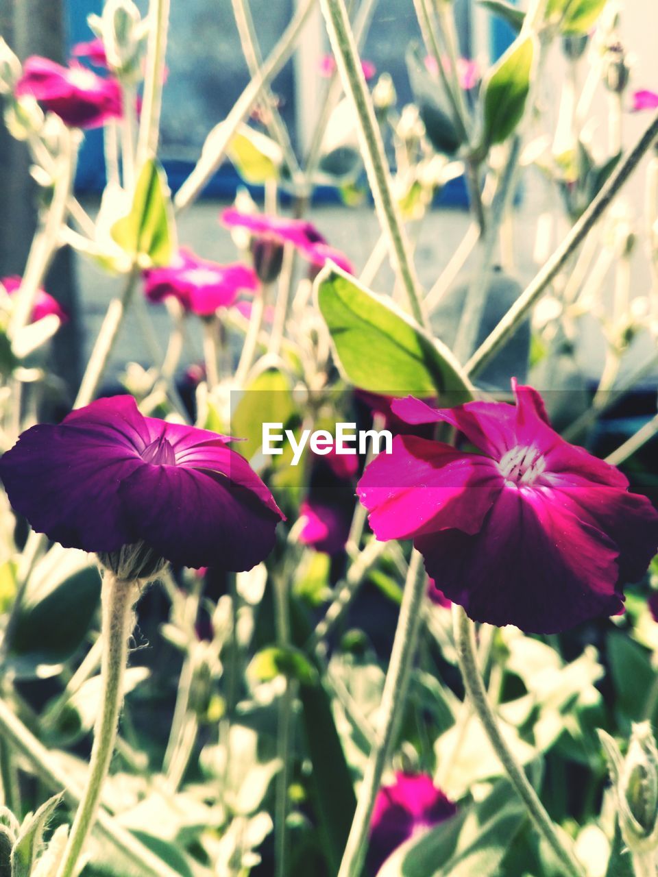 CLOSE-UP OF PINK FLOWERS BLOOMING