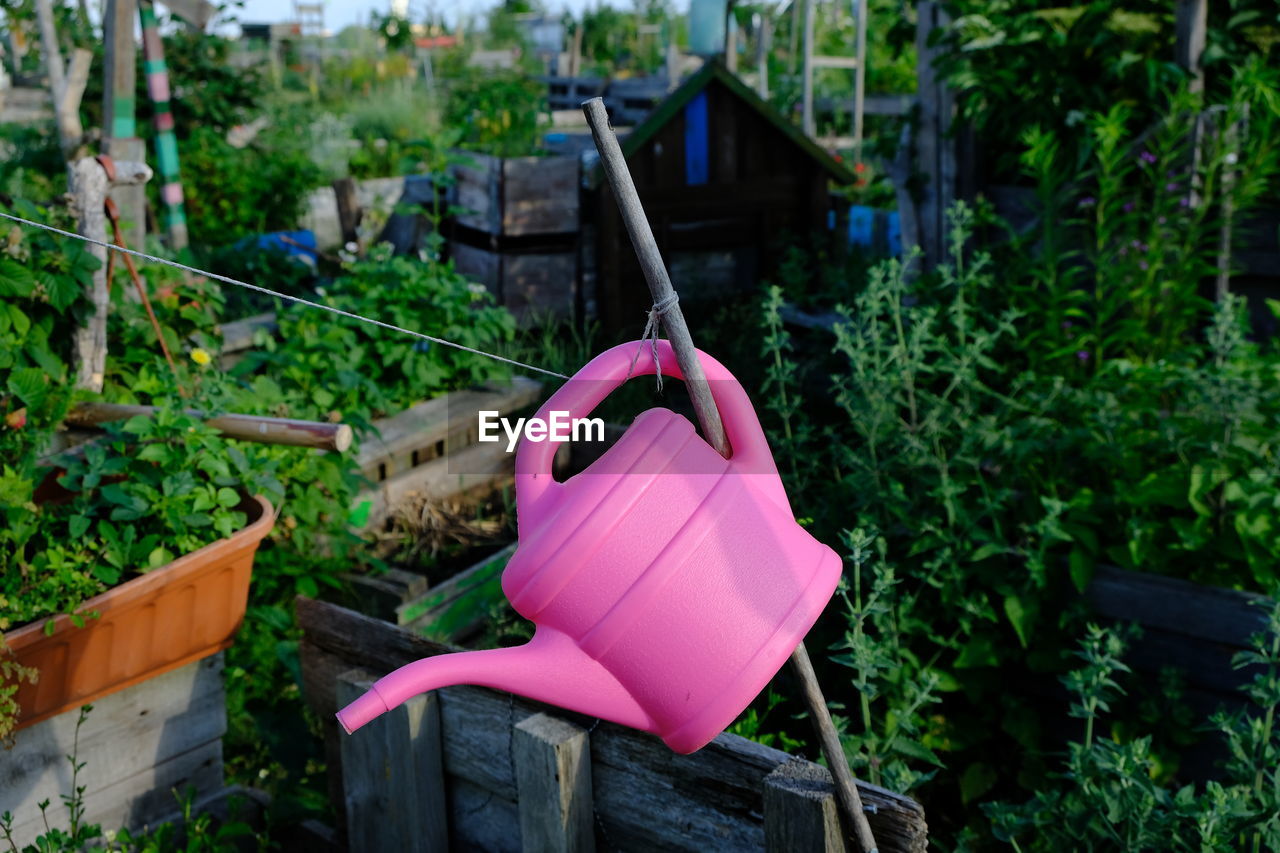 CLOSE-UP OF PINK FLOWER HANGING IN YARD