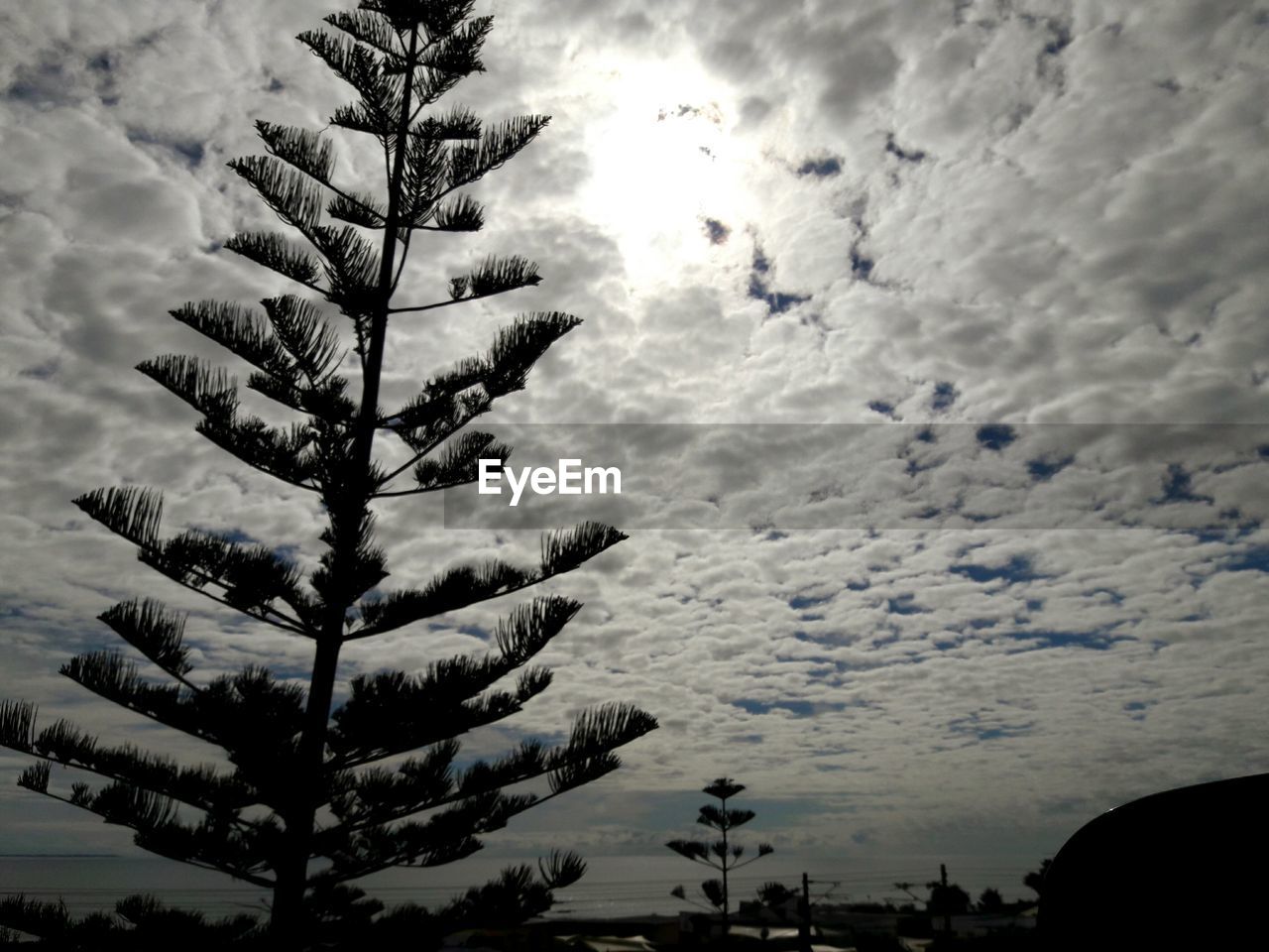 LOW ANGLE VIEW OF TREE AGAINST SKY