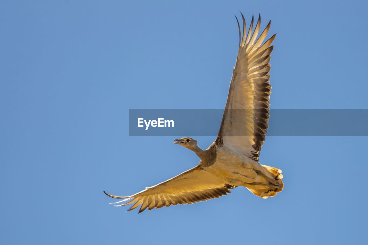 Low angle view of bird flying against clear blue sky