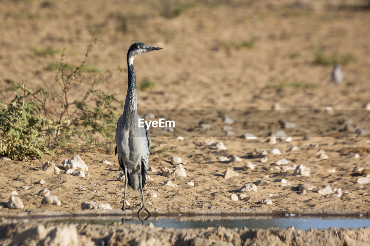 HERON STANDING ON FIELD