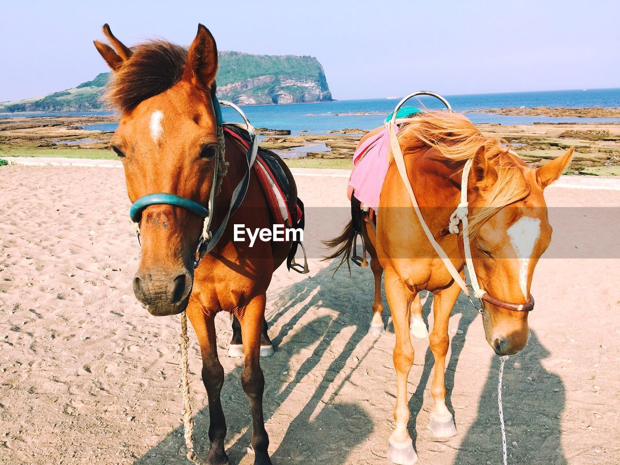 Horses standing at beach