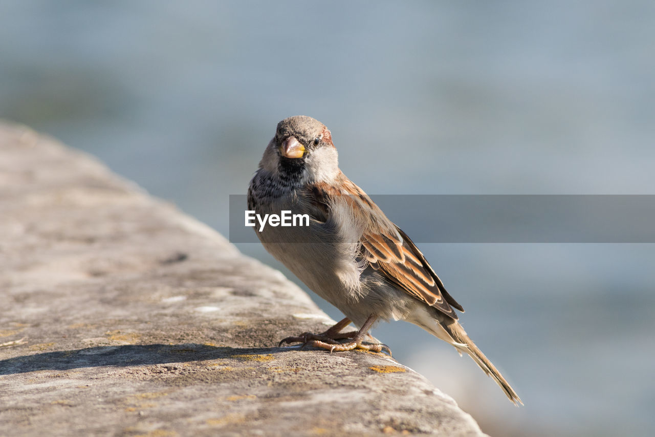 CLOSE-UP OF BIRD PERCHING ON WOOD