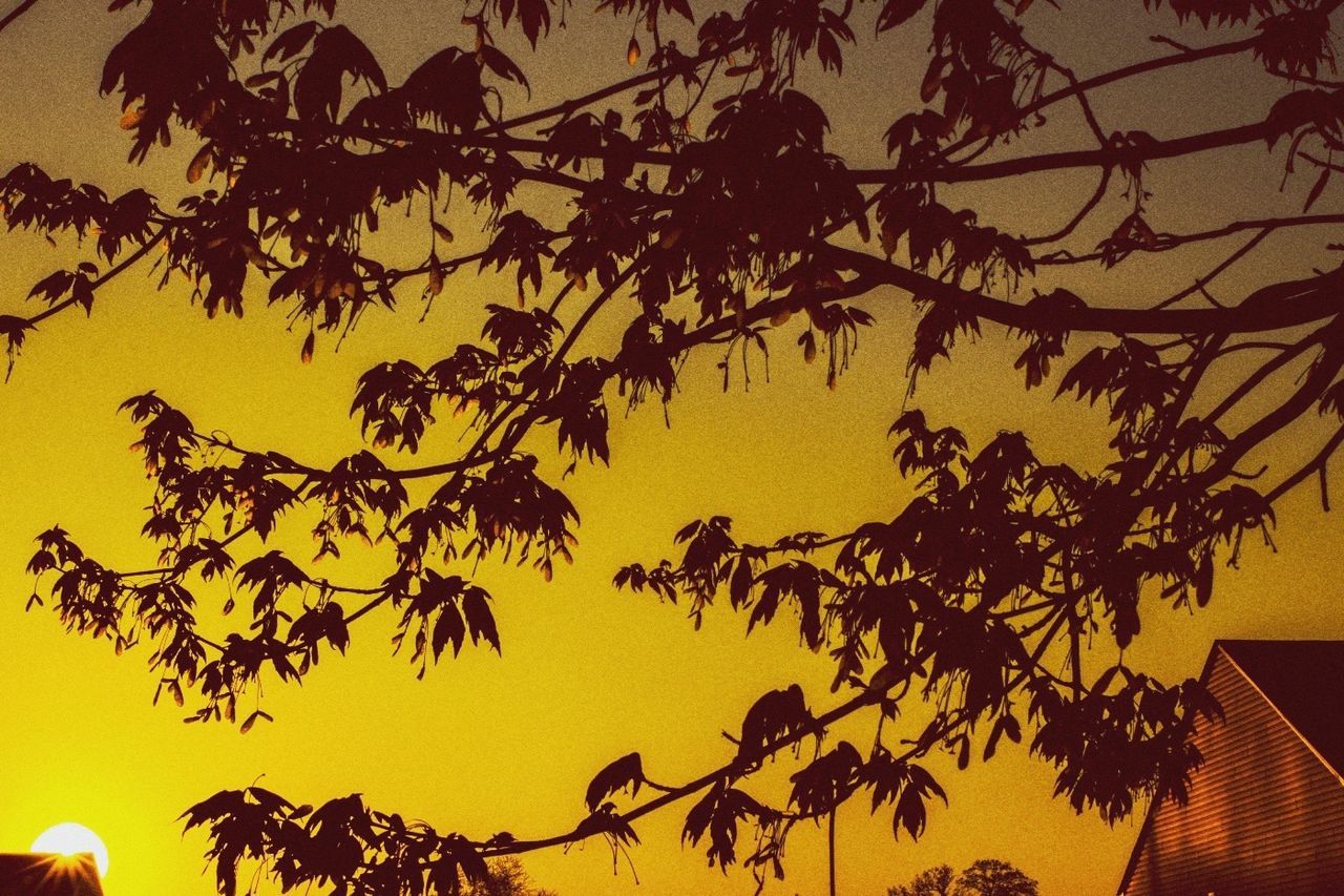 LOW ANGLE VIEW OF TREES AT SUNSET