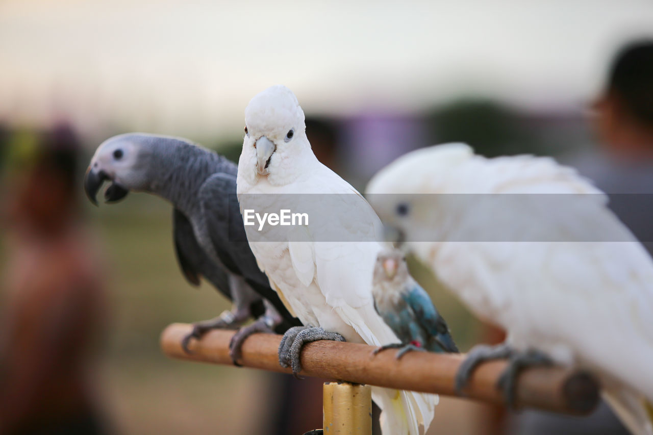 Close-up of birds perching