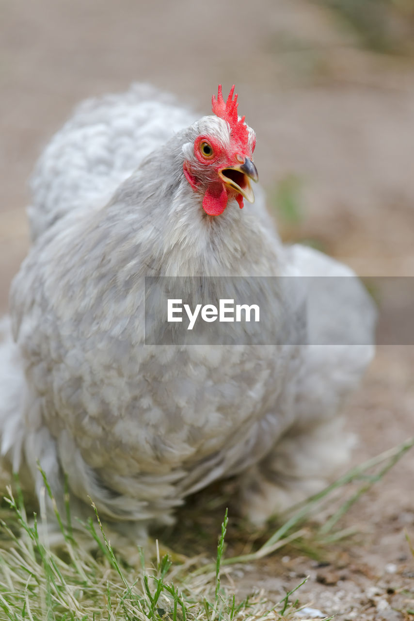 The vibrant red wattle and comb of this healthy grey peking bantam pet chicken stand out