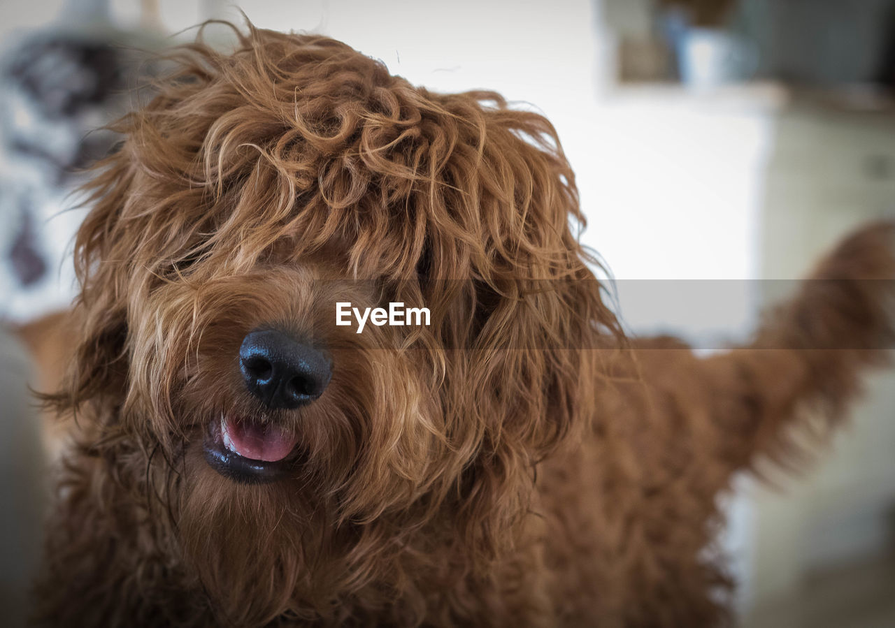 domestic animals, pet, mammal, animal themes, animal, dog, one animal, canine, cockapoo, barbet, animal hair, brown, portrait, animal body part, carnivore, focus on foreground, looking at camera, close-up, puppy, no people, indoors, animal head