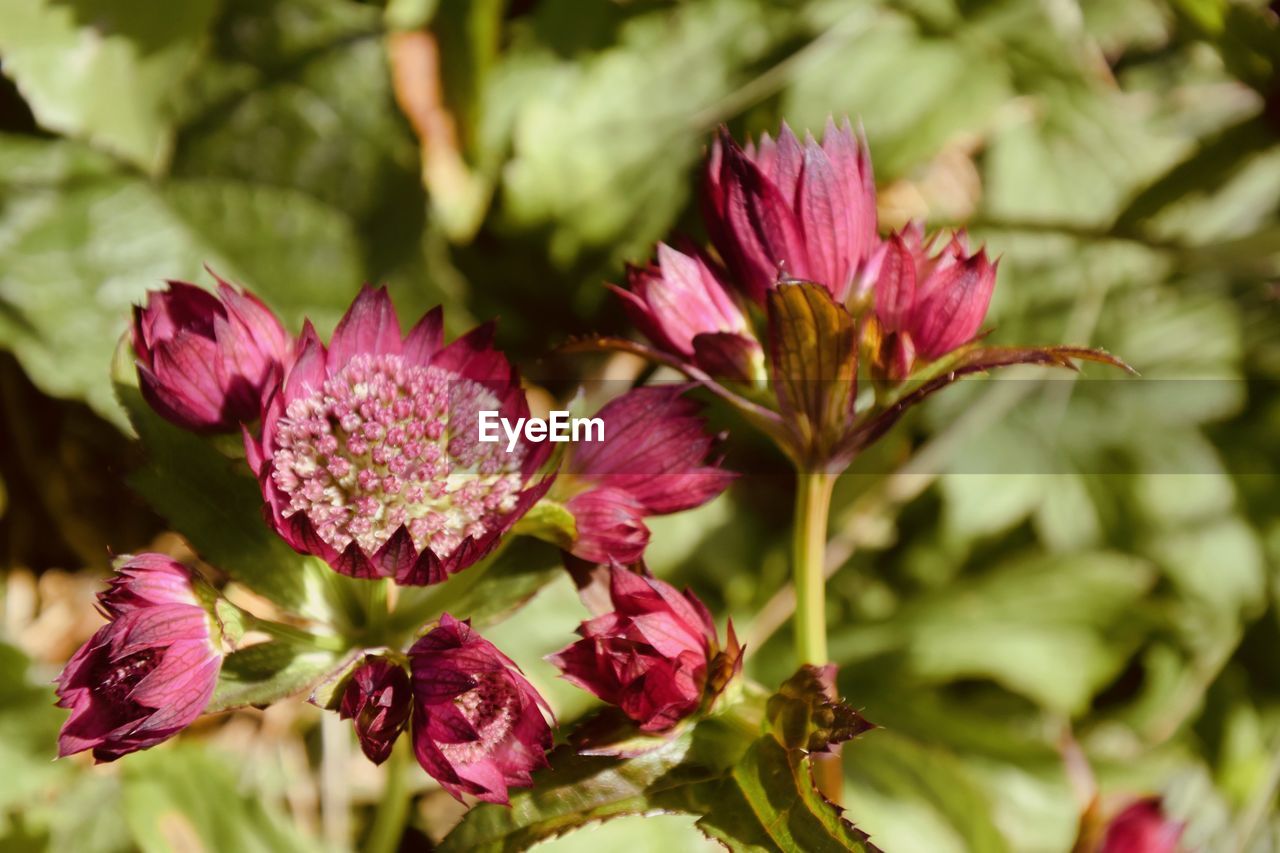 CLOSE-UP OF PINK FLOWER