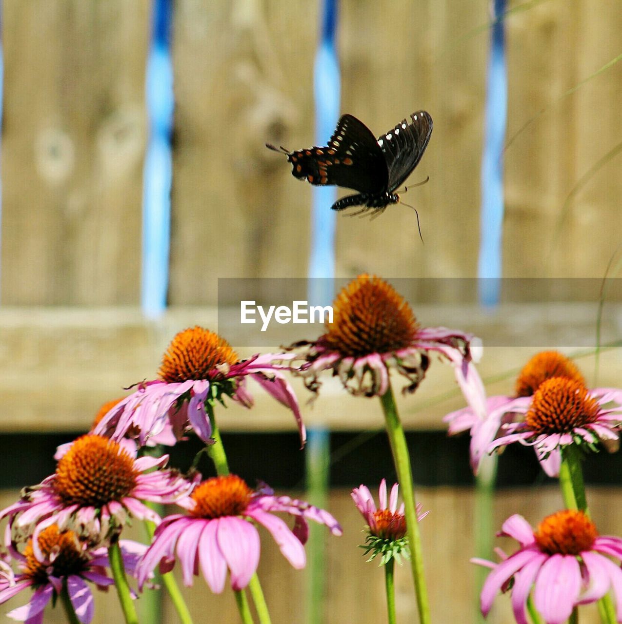 Close-up of butterfly flying over coneflower in garden