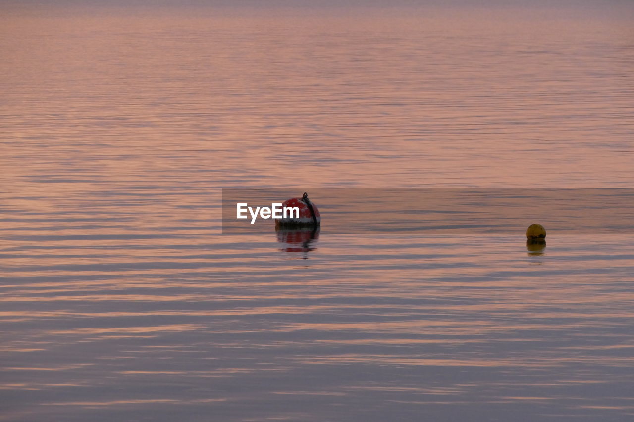 DUCKS SWIMMING IN LAKE