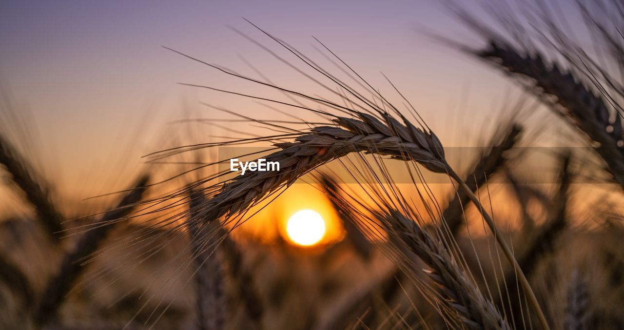 CLOSE-UP OF STALKS AGAINST SUNSET