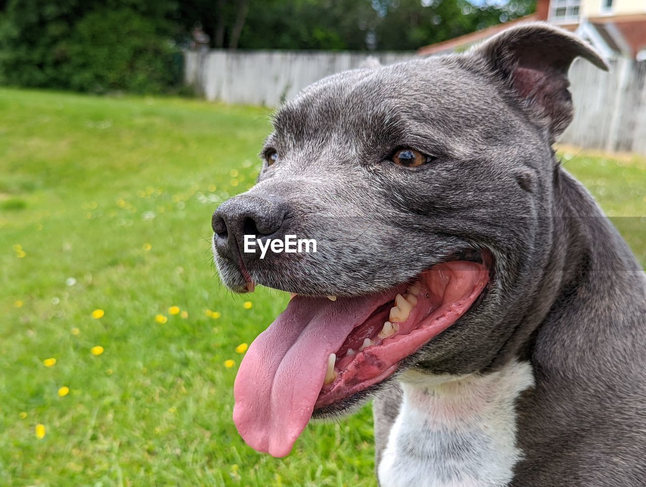 close-up of dog on grassy field