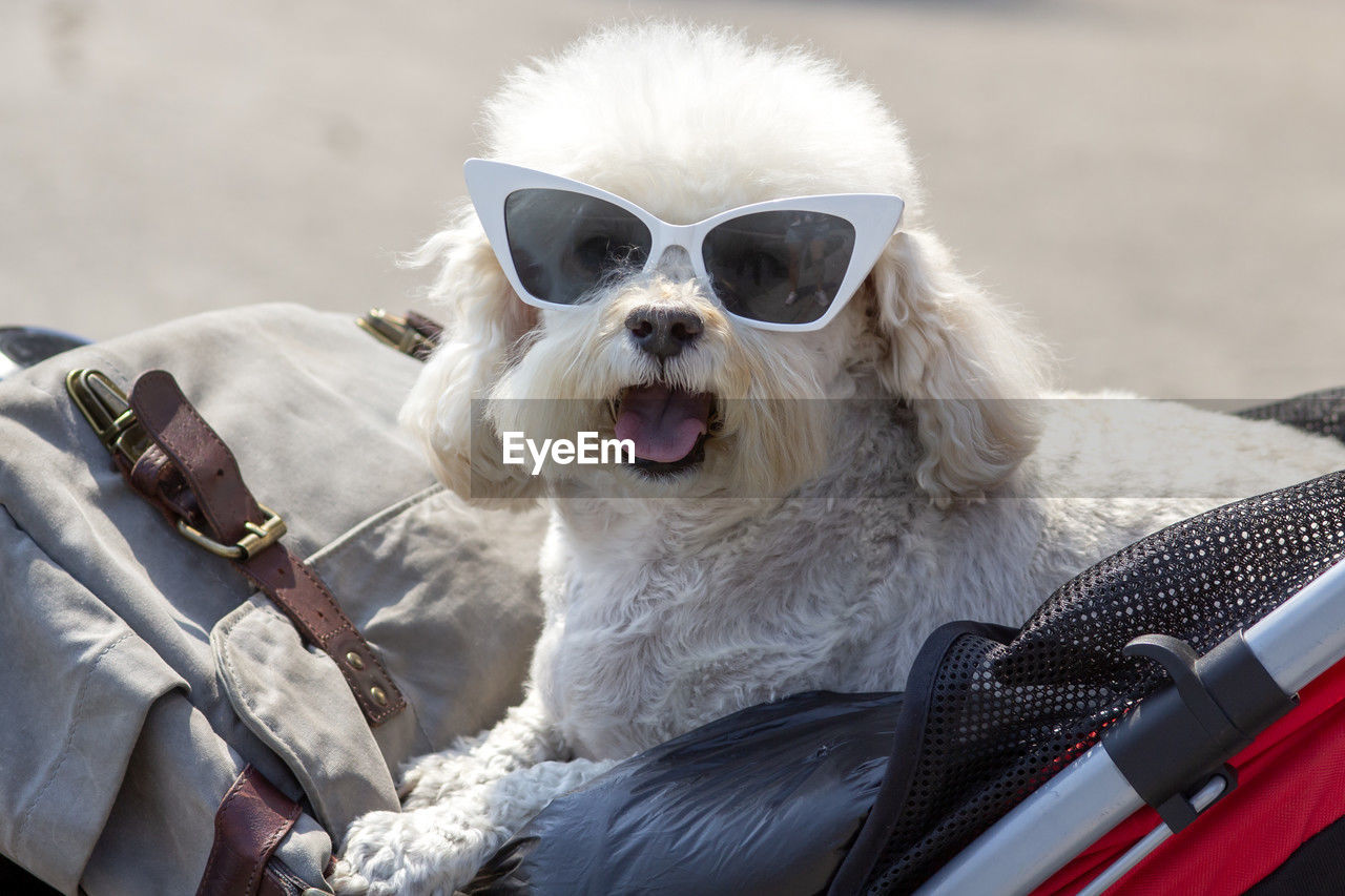 one animal, animal themes, mammal, animal, domestic animals, pet, canine, dog, sunglasses, glasses, fashion, fun, sitting, portrait, humor, facial expression, cute, white, mouth open, puppy, lap dog, poodle