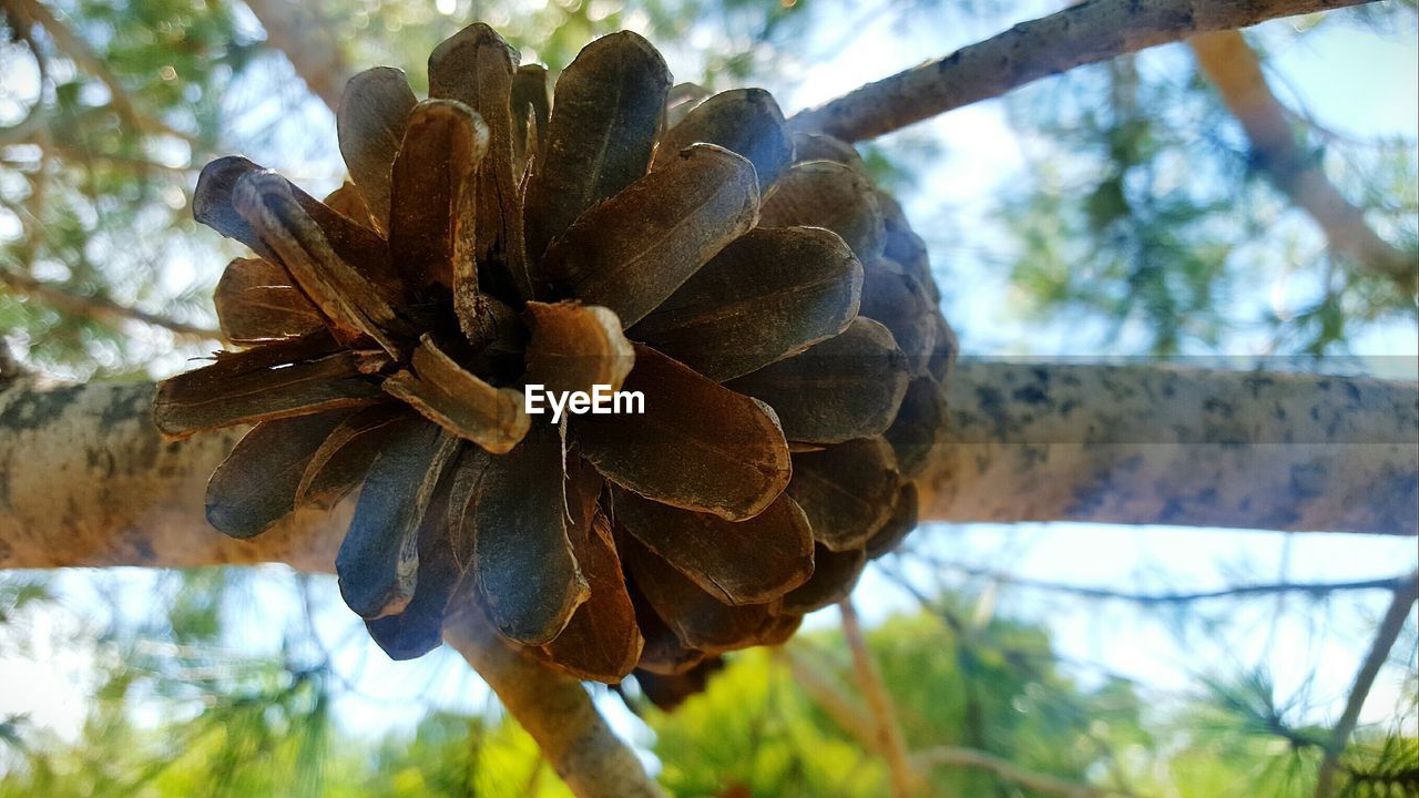 LOW ANGLE VIEW OF FRESH PLANT AGAINST TREES